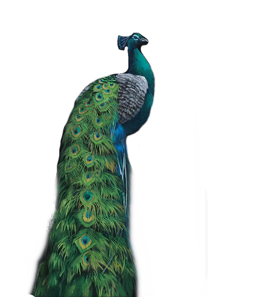 Peacock_Framed_2000x_edited_edited_edited.png
